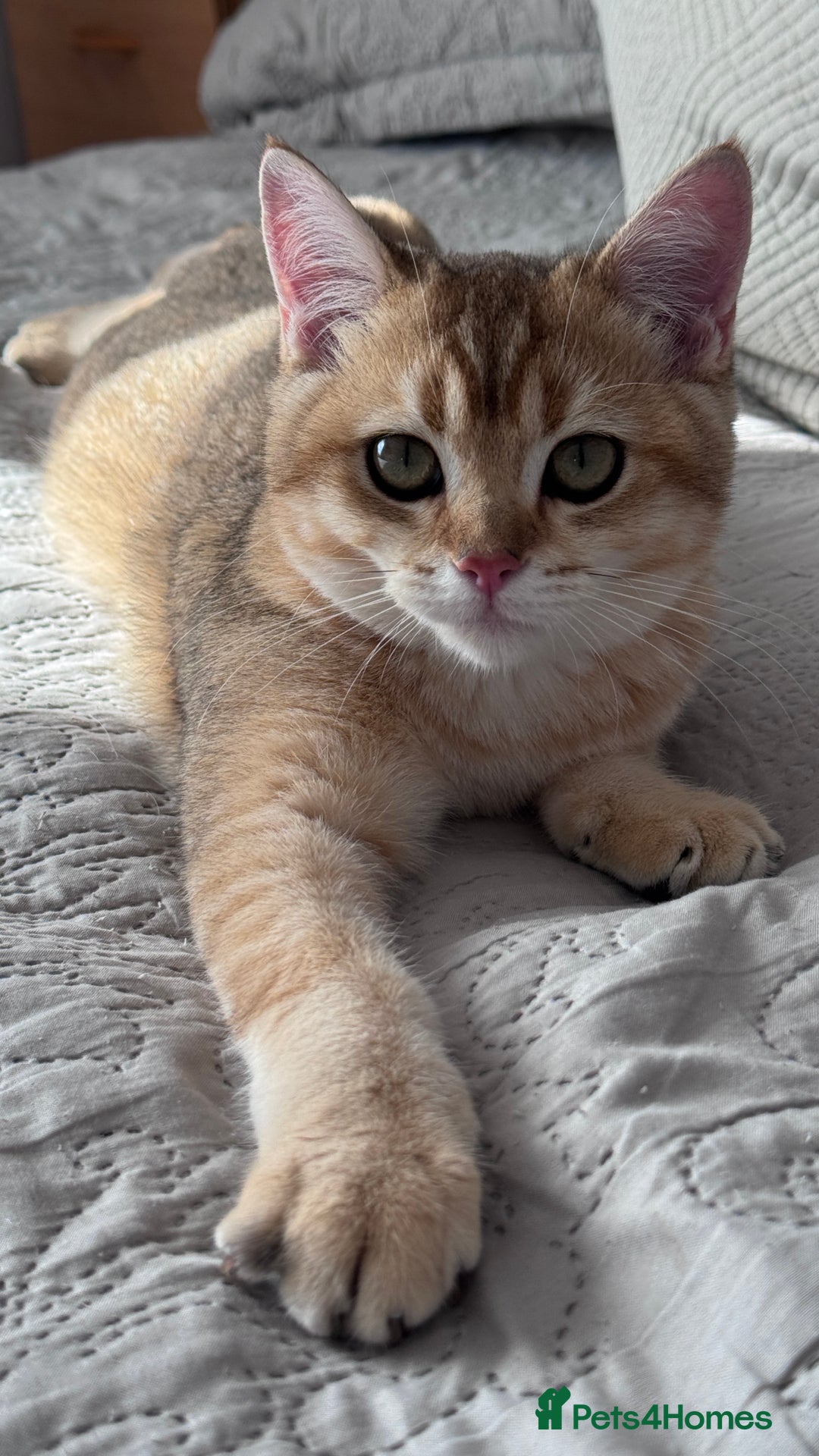 British Shorthair cats for sale: BSH GCCF Girl and Boy NY 12 GOLDEN BLACK SHEDDED  in Basildon - Image 6