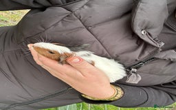 Guinea Pig rodents for sale: Baby Guinea Pigs ready now - Image 29