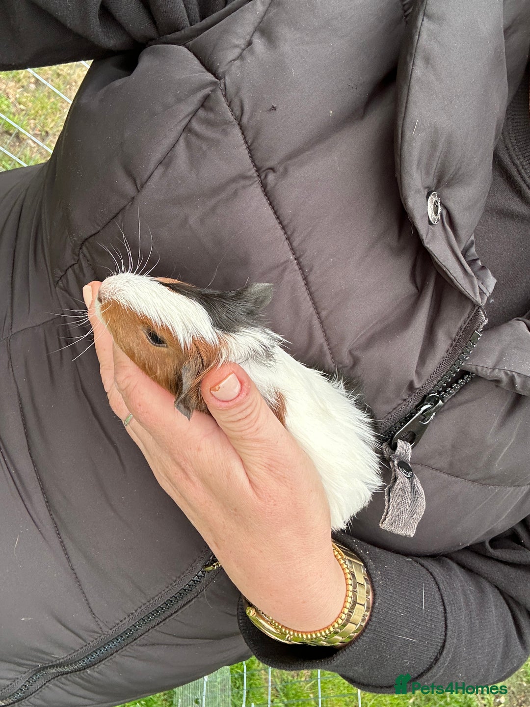 Guinea Pig rodents for sale: Baby Guinea Pigs ready now - Image 29