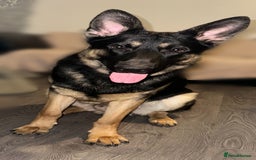German Shepherd dogs for stud: Available for stud  in Darlington - Image 2