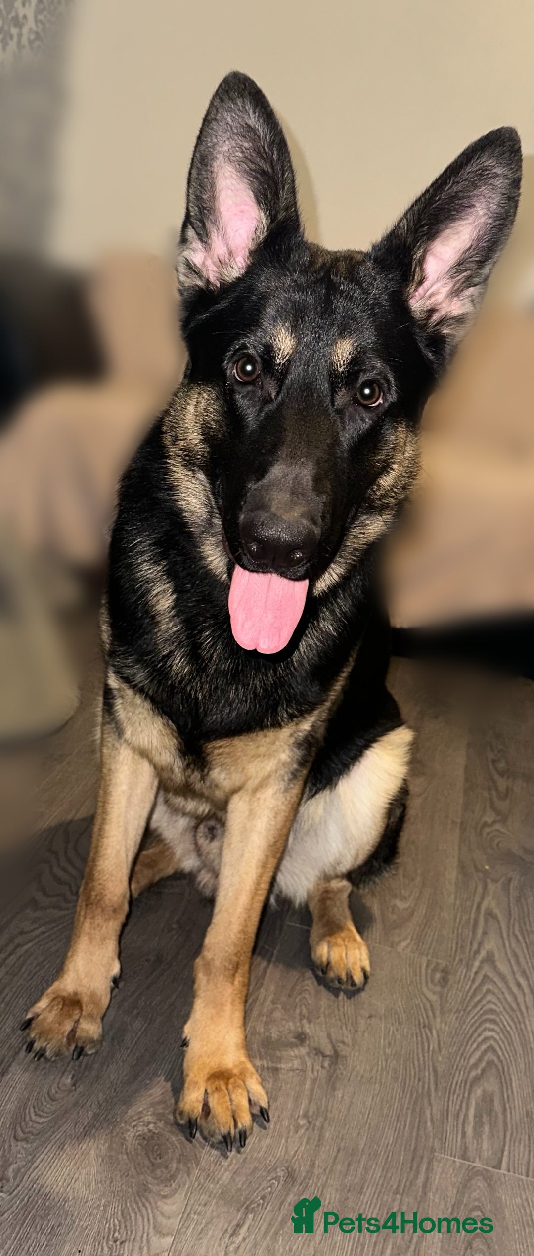 German Shepherd dogs for stud: Available for stud  in Darlington - Image 2