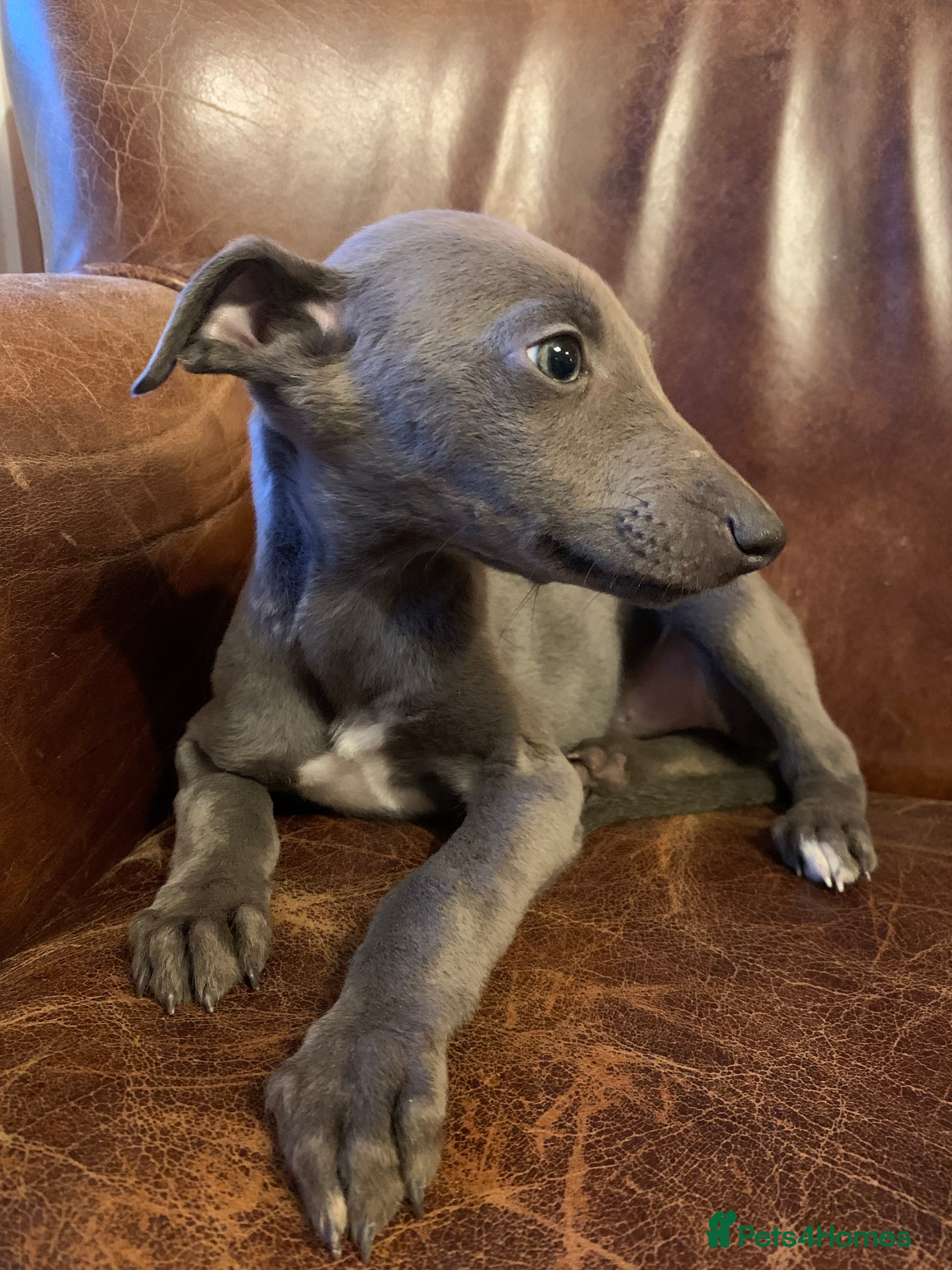 Mixed Breed dogs Blue whippet x Italian greyhound  in Spalding - Advert 1