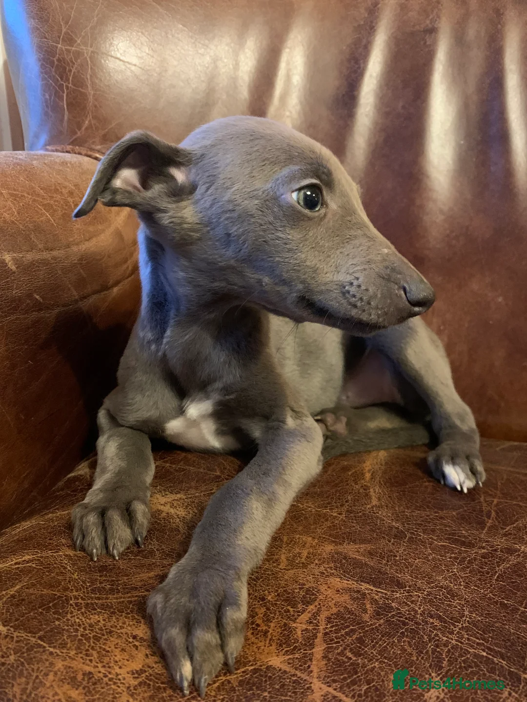Mixed Breed dogs for sale: Blue whippet x Italian greyhound  in Spalding - Advert 1