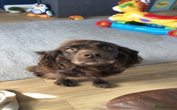 Cocker Spaniel dogs for stud: Milo working cocker spaniel  - Image 3