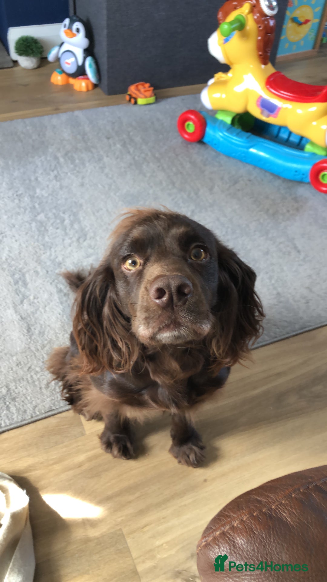 Cocker Spaniel dogs for stud: Milo working cocker spaniel  - Image 3