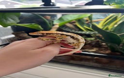 Gecko reptiles for sale: Lily White Crested Gecko - Image 3