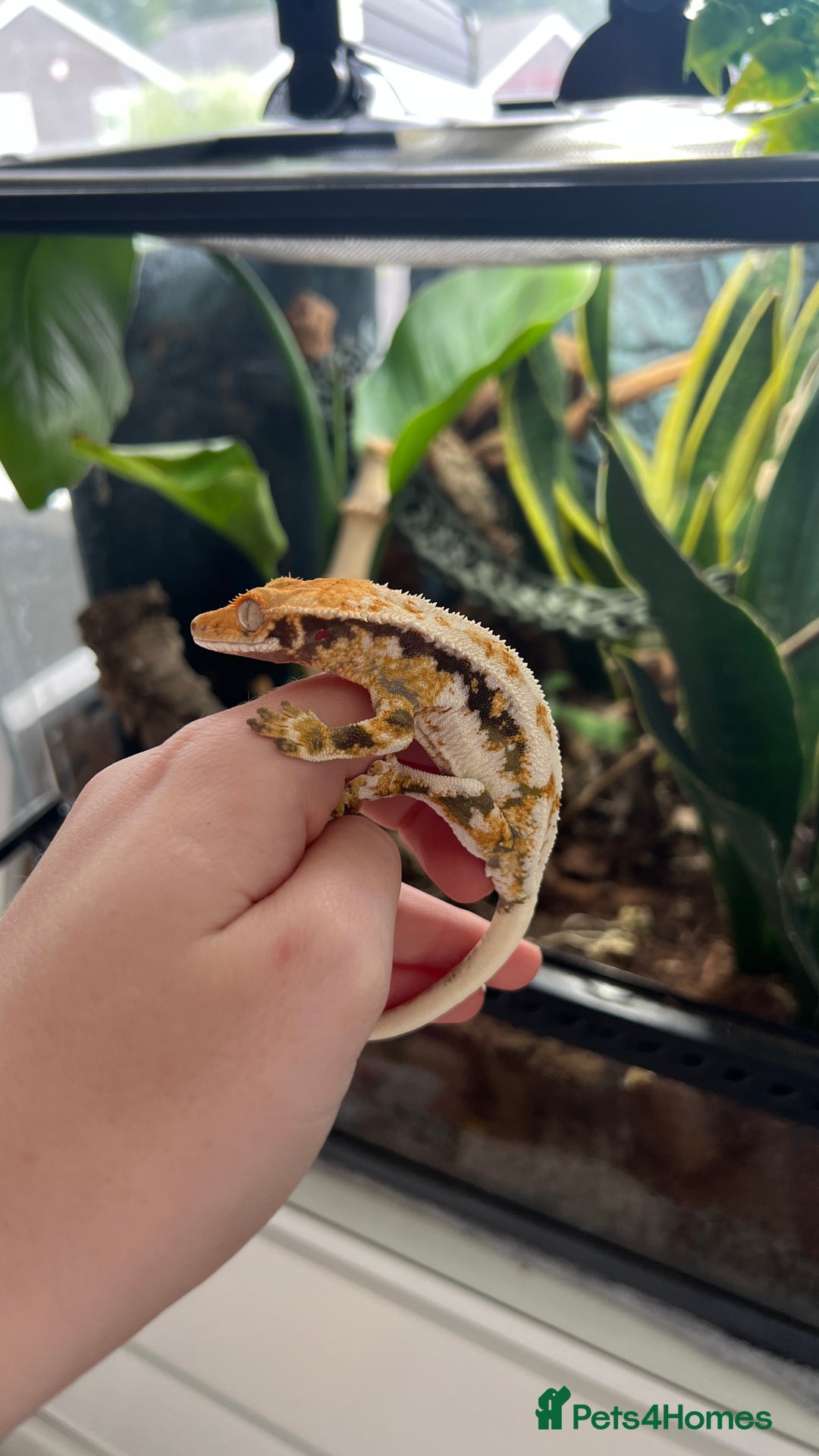 Gecko reptiles for sale: Lily White Crested Gecko - Image 3