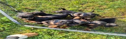 Rottweiler dogs for sale: 🌟Stunning KC Registered Rottweiler Puppies 🌟 - Advert 2