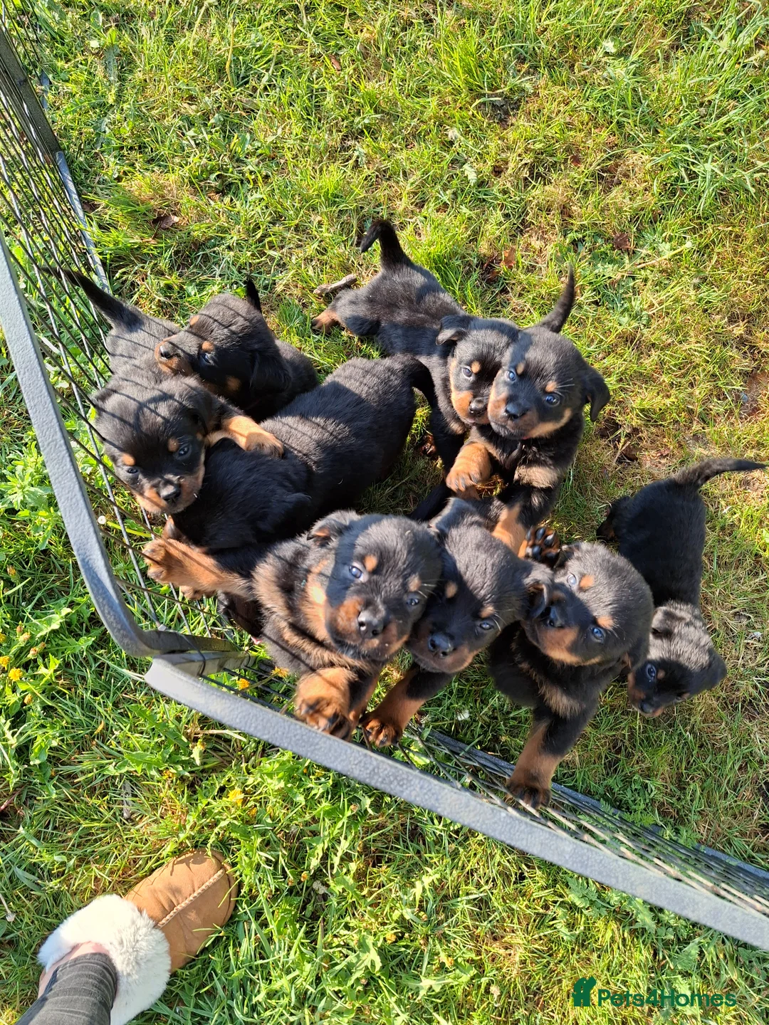 Rottweiler dogs for sale: 🌟Stunning KC Registered Rottweiler Puppies 🌟 - Advert 2