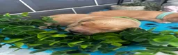 Golden Retriever dogs for sale: 5 exceptional golden retrievers  - Advert 6