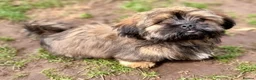 Shih Tzu dogs for sale: Pupies for sold. - Advert 27