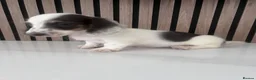 Miniature Dachshund dogs for sale: Long haired miniature dachshund  - Advert 4
