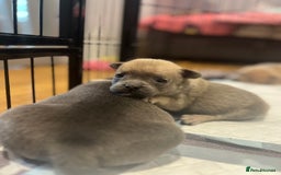 Mixed Breed dogs for sale: STUNNING UNIQUE PUPS 💙💗 - Image 20