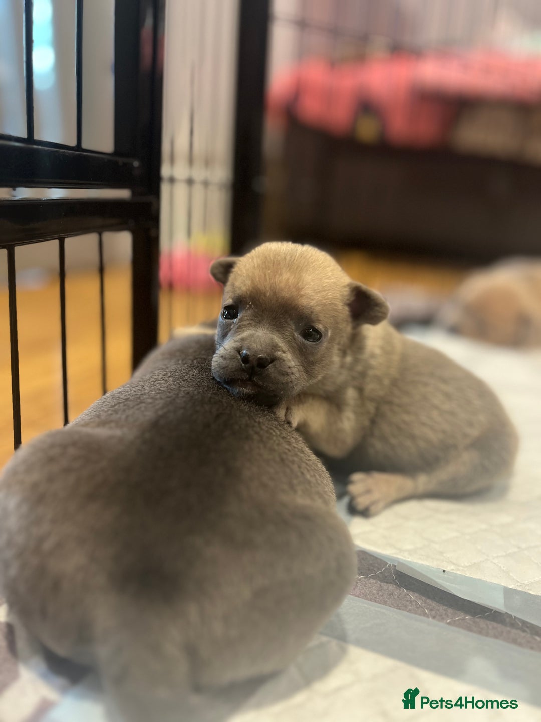 Mixed Breed dogs for sale: STUNNING UNIQUE PUPS 💙💗 - Image 20