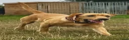Labrador Retriever dogs for sale: SUPERB, HEALTHY, CHUNKY, FAMILY RAISED LABRADORS  - Advert 22