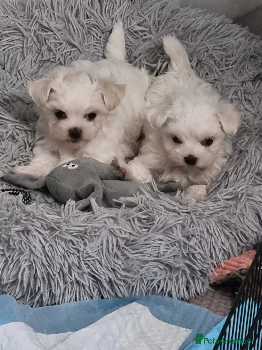 Maltese dogs for sale: Maltese puppies  in Morden - Advert 2
