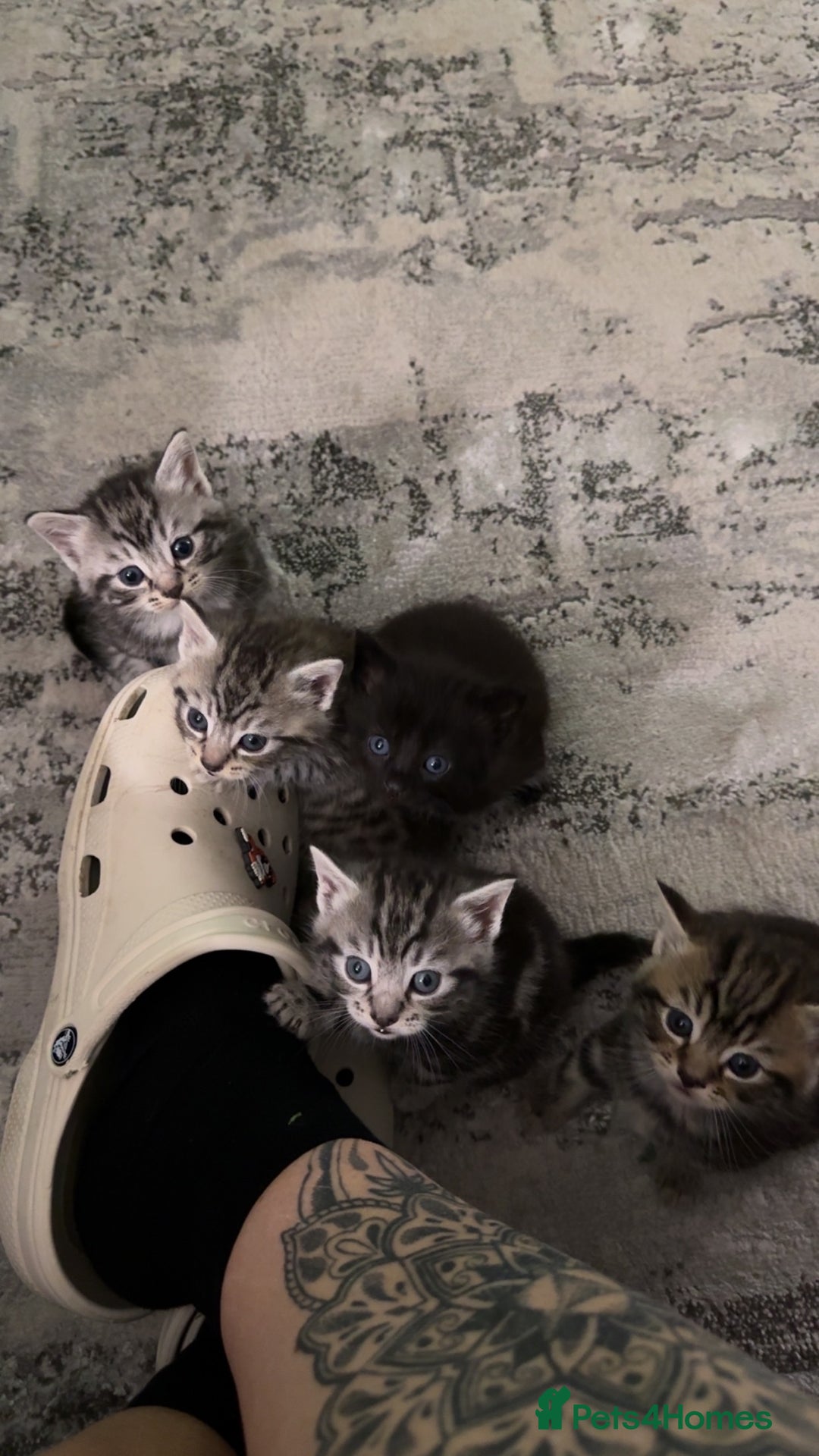 Mixed Breed cats for sale: 5 cute kittens for sale.  - Image 28