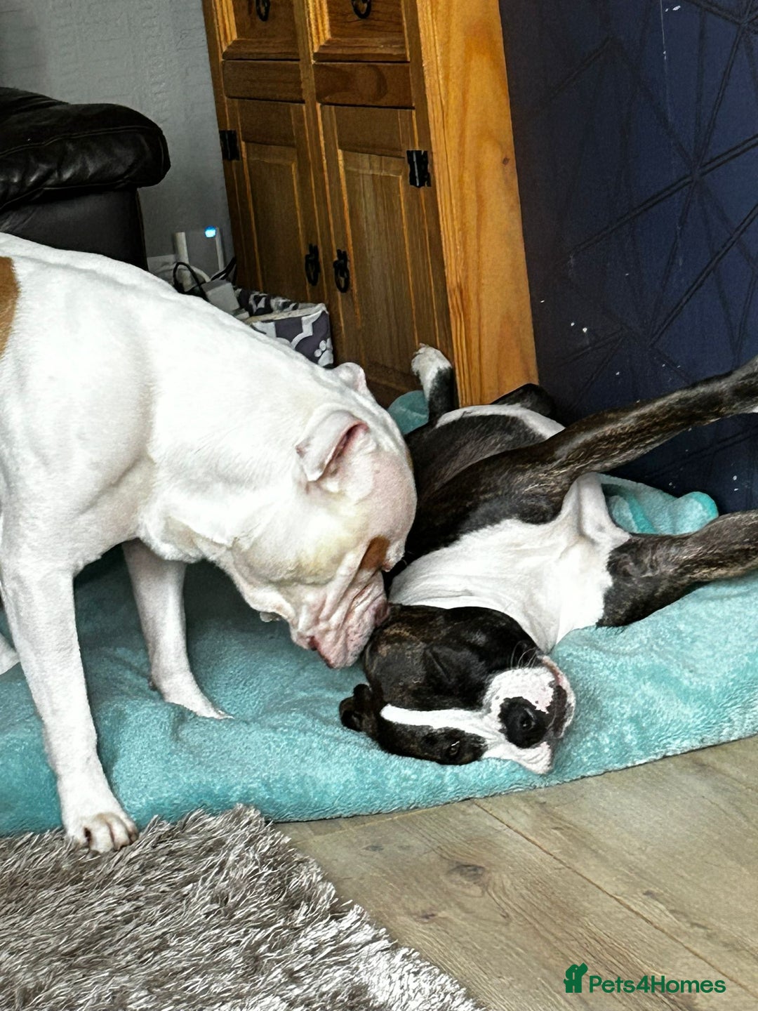 Mixed Breed dogs for sale: 2 dogs FTGH - Image 1