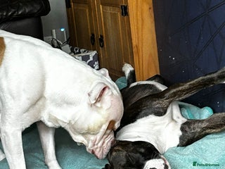 Mixed Breed dogs - Advert 21