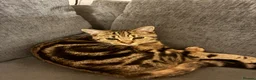 Domestic Shorthair cats for sale: Tabby DSH 11 months  in Oldbury - Advert 1