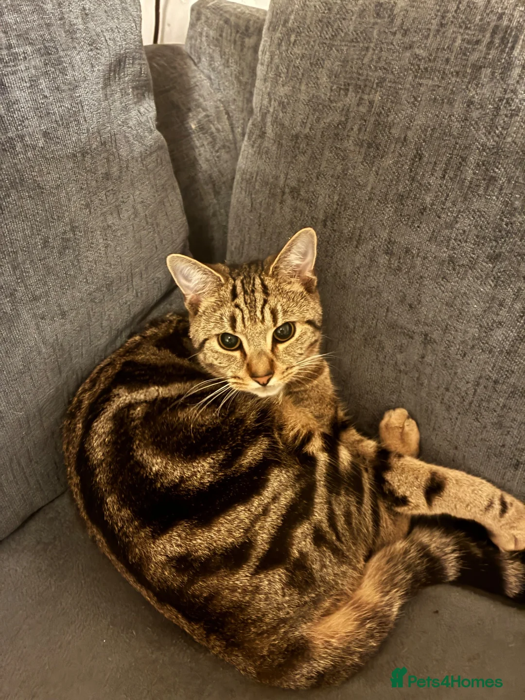 Domestic Shorthair cats for sale: Tabby DSH 11 months  in Oldbury - Advert 1