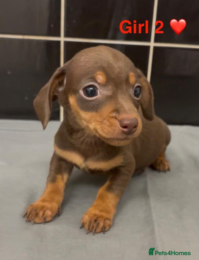 Jackshund dogs Jackschund Puppies - 3 Girls 🩷🩷🩷 - Advert 17