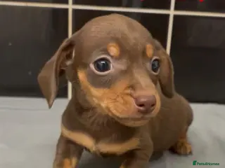 Jackshund dogs Jackschund Puppies - 3 Girls 🩷🩷🩷 - Advert 17