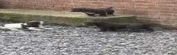 Sprocker dogs for sale: Sprocker puppies, 3/4 cocker  in Preston - Advert 2