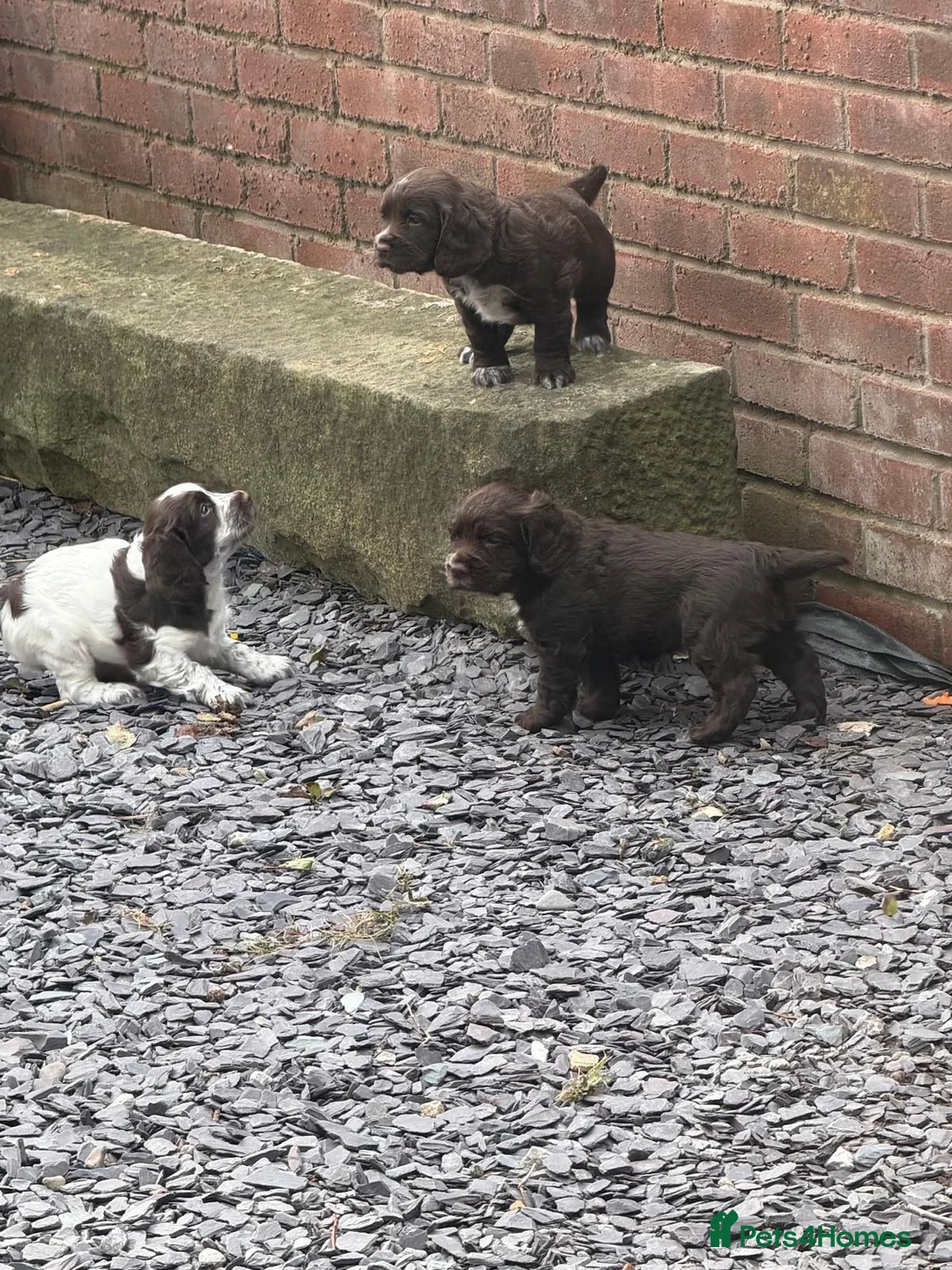 Sprocker dogs for sale: Sprocker puppies, 3/4 cocker  in Preston - Advert 2