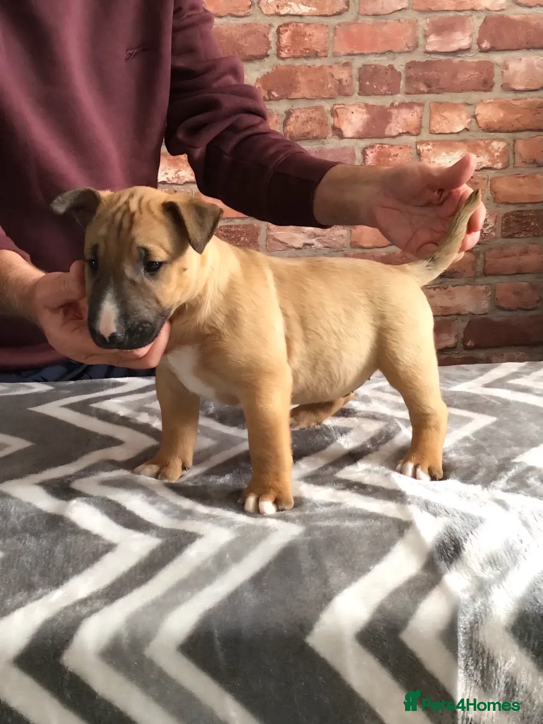 English Bull Terrier dogs for sale: Red and White  , English Bull Terrier  - Advert 1
