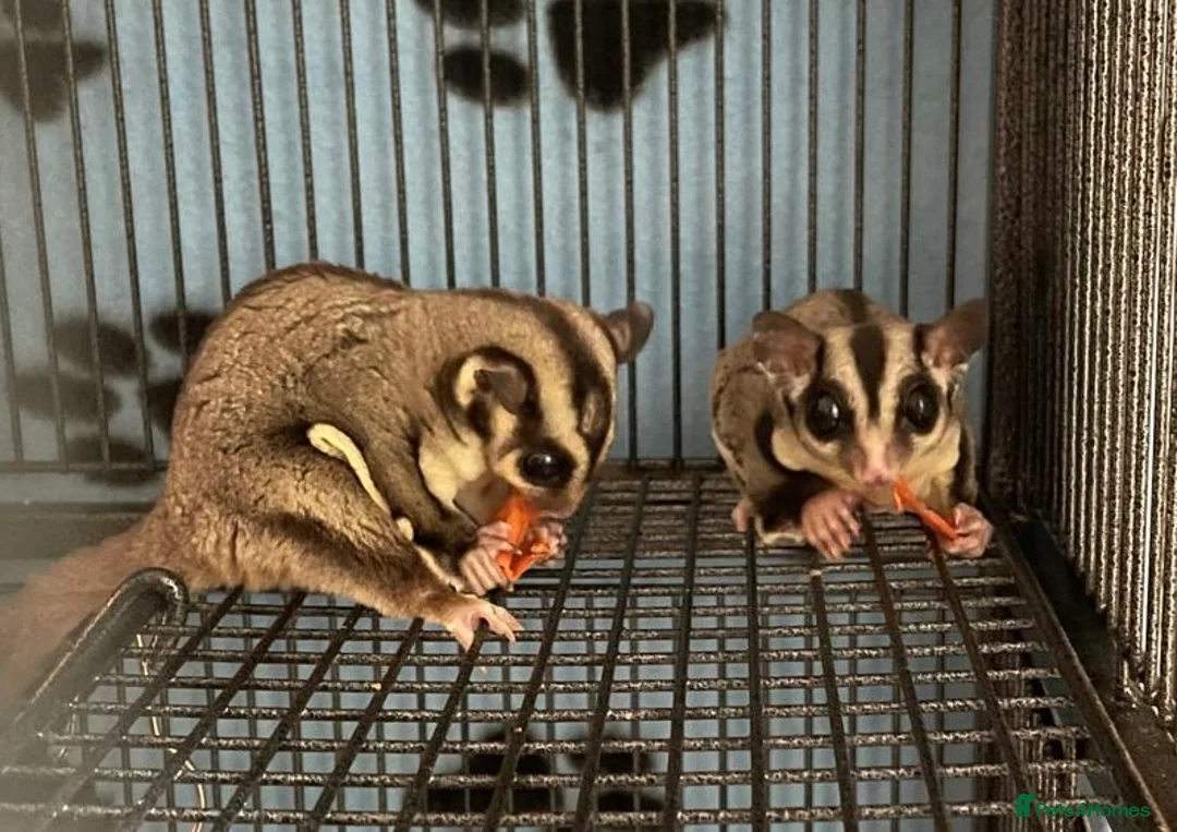 Sugar Glider rodents for sale: sugar gliders  x4 with everything  in Dartford - Advert 1