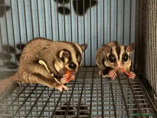 Sugar Glider rodents sugar gliders x4 with everything - Advert 1