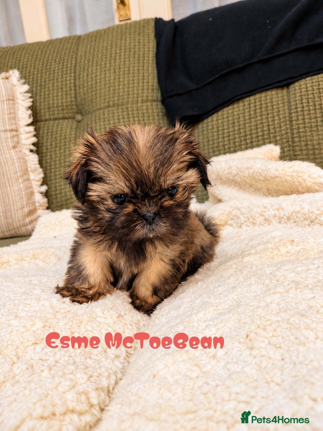 Shih Tzu dogs for sale: Shih Tzu puppies  - Advert 2