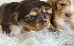 Cocker Spaniel dogs for sale: KC Health Tested Show Cocker Spaniels  - Image 7