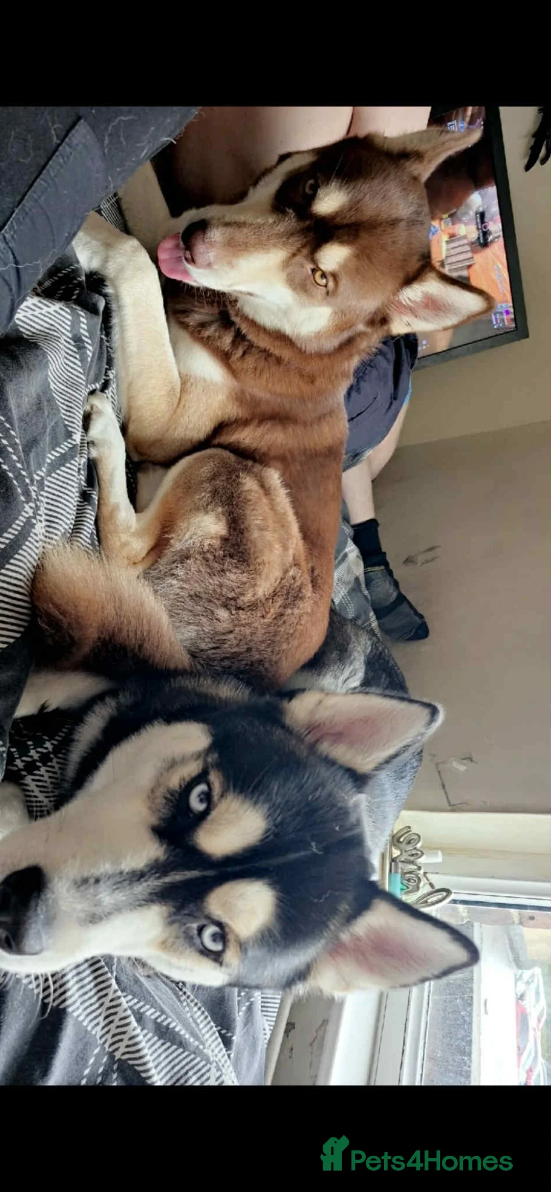 Siberian Husky dogs for sale: Meet Tyr the Husky 🐕💙 - Advert 9