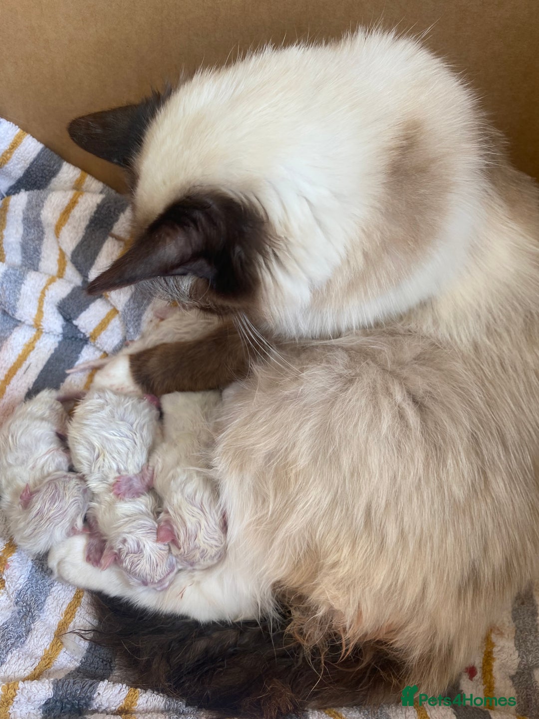 Ragdoll cats for sale: 💛💛💛Ragdolls💛💛💛 - Image 2