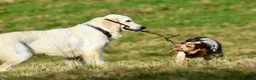 Golden Retriever dogs for sale: Stunning Cream, KC reg, health tested Puppies - Advert 22