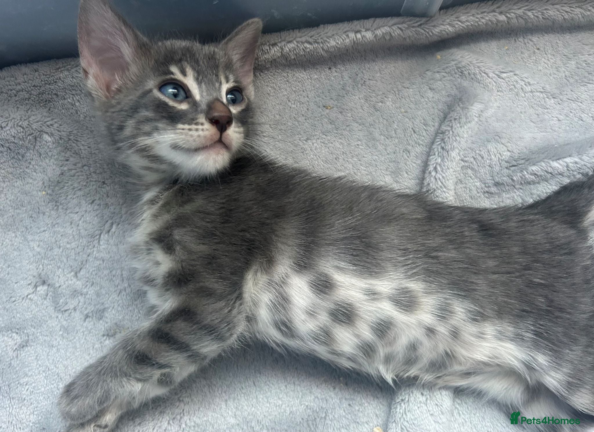 Bengal cats Female Blue & Black Smoke TICA Bengal kittens  - Advert 12
