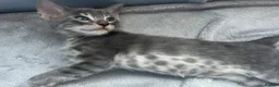 Bengal cats for sale: Female Blue & Black Smoke TICA Bengal kittens  - Advert 11