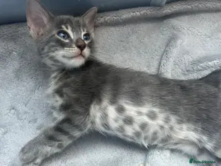 Bengal cats Female Blue & Black Smoke TICA Bengal kittens - Advert 12