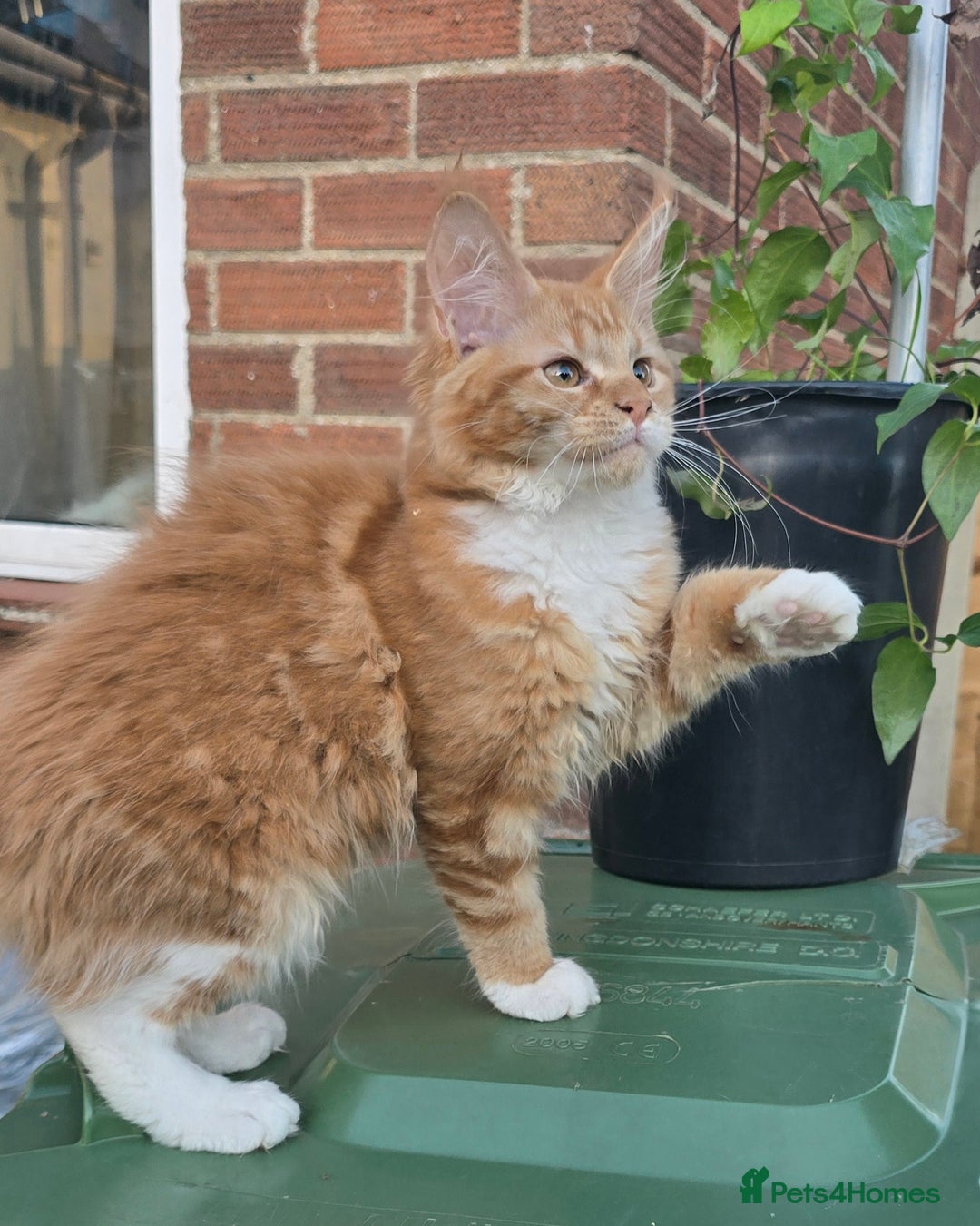 Maine Coon cats for sale: TICA registered pedigree Maincoon kittens . - Image 14
