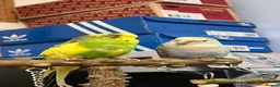 Lovebirds birds for sale: Bonded Budgie and Lovebird for sale - Advert 6