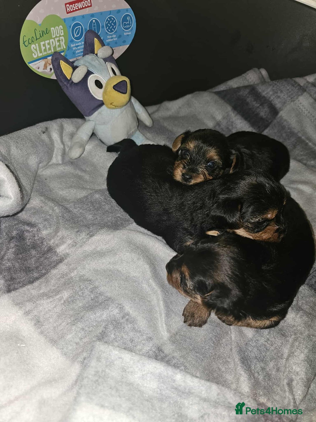 Yorkshire Terrier dogs for sale: Yorkshire terriers  - Image 5