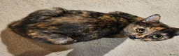 Mixed Breed cats for sale: 1 Ghost Tabby, 1 Tortoiseshell and 1 Black kittens in Cranbrook - Advert 4
