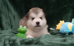 Alaskan Malamute dogs for sale: 🌟Beautiful pure malamutes💯 - Image 18