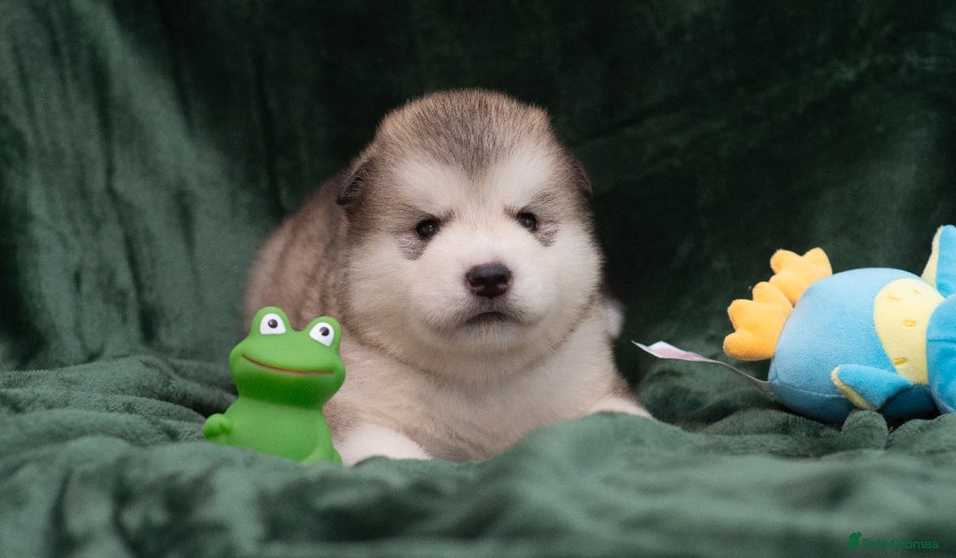Alaskan Malamute dogs for sale: 🌟Beautiful pure malamutes💯 - Image 18