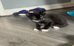 Mixed Breed cats for sale: 3 beautiful kitty’s 🥹 - Image 8