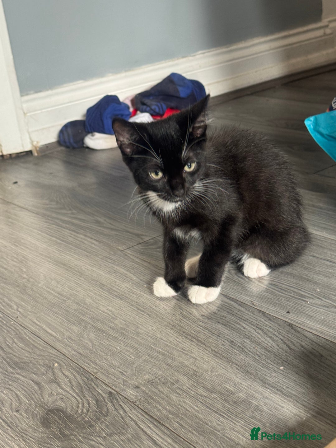 Mixed Breed cats for sale: 3 beautiful kitty’s 🥹 - Image 8