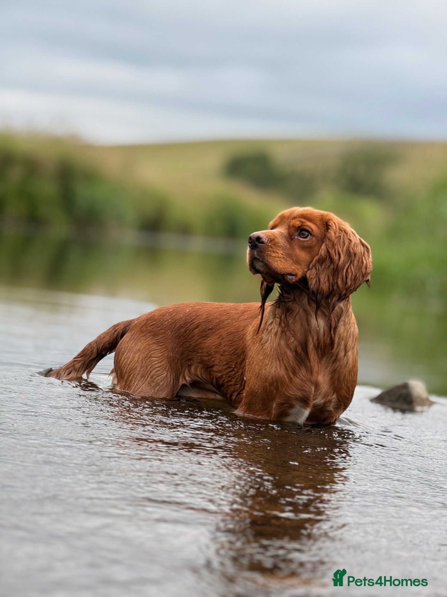 Cocker Spaniel dogs Ammerdown Greedy Available At Stud. Health Tested - Advert 17