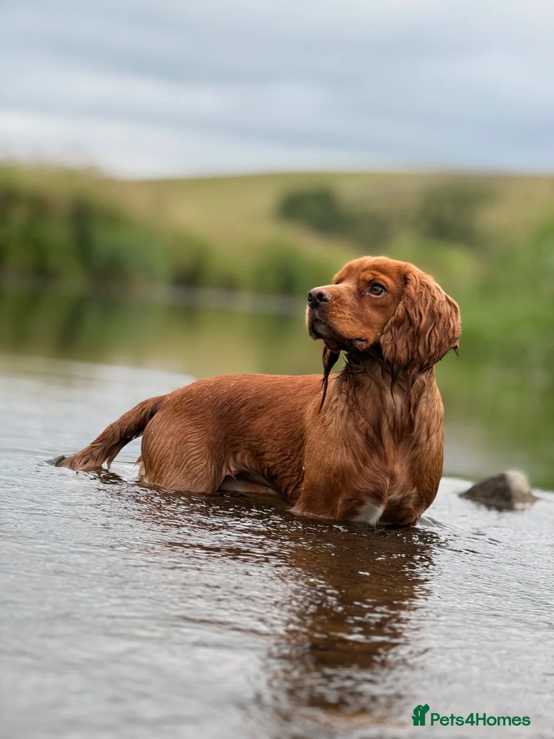 Cocker Spaniel dogs for stud: Ammerdown Greedy Available At Stud. Health Tested - Advert 1